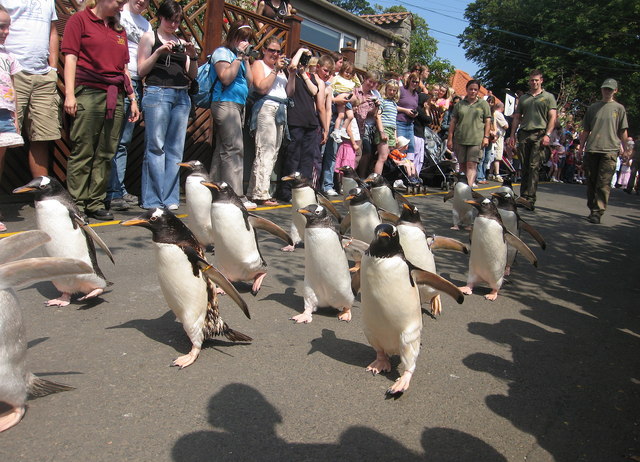 Bay đi mebourne và khám phá điều tuyệt vời nhất  Penguin_parade_-_geograph-org-uk_-_208475